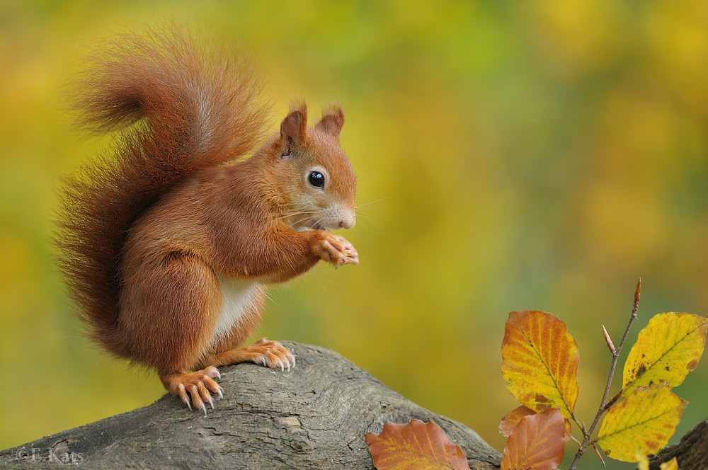 Red Squirrel (Forum für Naturfotografen)