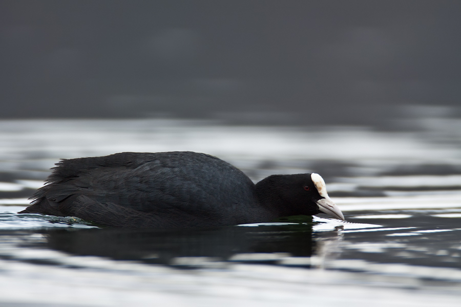 Blässralle (Fulica atra)