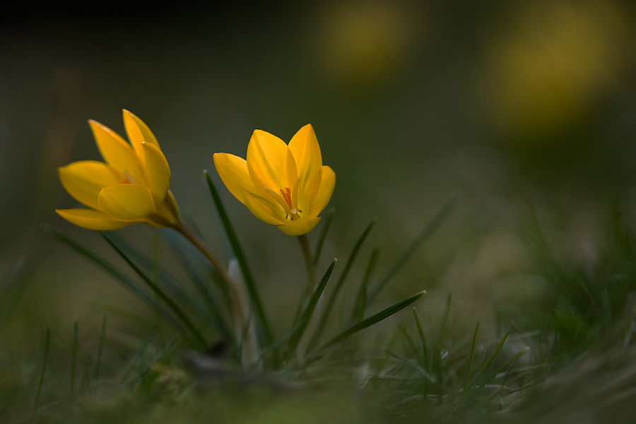 Krokusse im Streiflicht