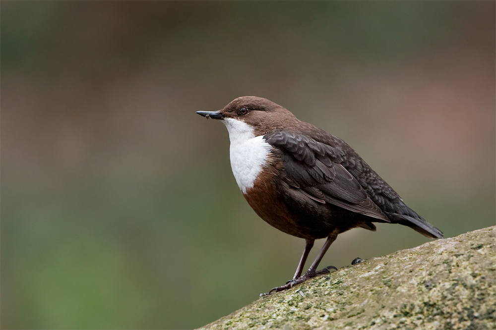 Wasseramsel