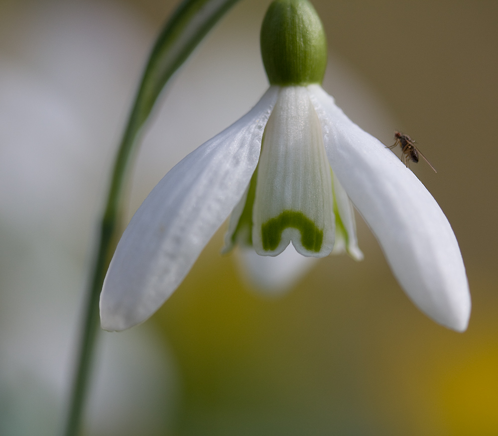 Schneeglöckchen