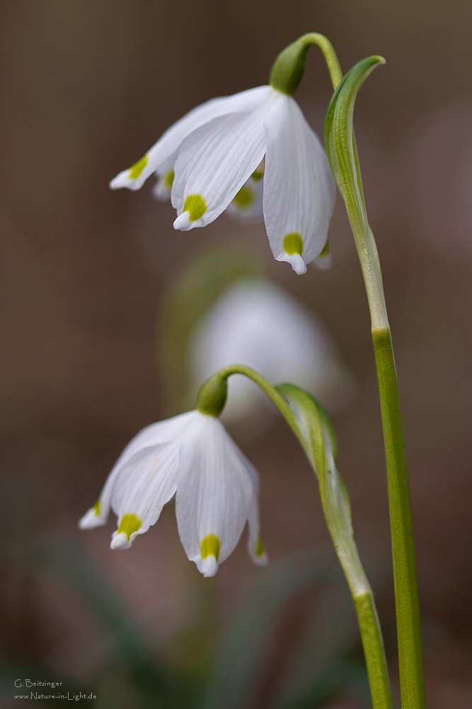 Märzenbecher (Leucojum vernum)