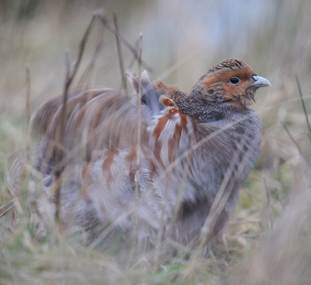 Rebhuhn (perdix perdix)