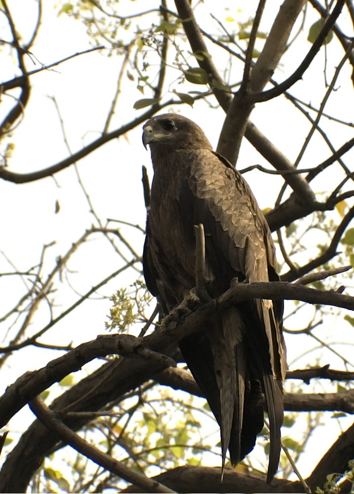 Bin ich ein Schlangenadler ?