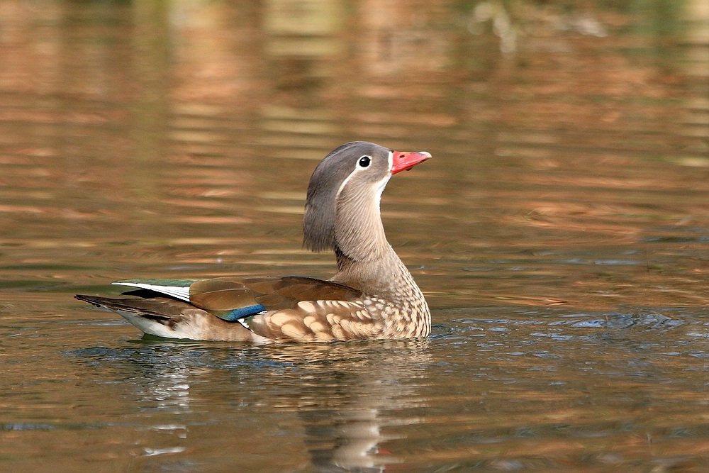 Mandarinente II