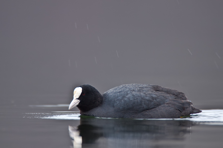 Blässralle (Fulica atra) im Regen