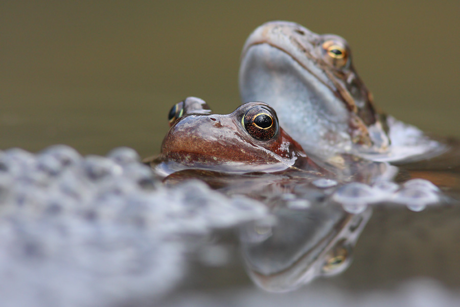 Froschhochzeit