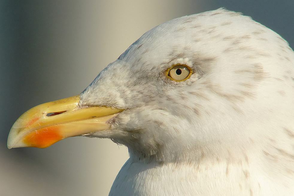 Silbermöwe