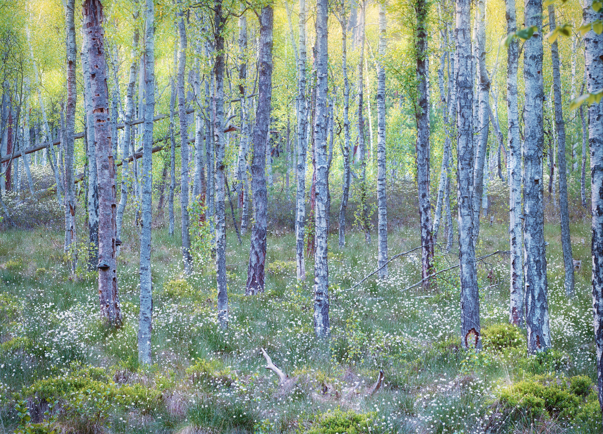 Moorbirkenwald