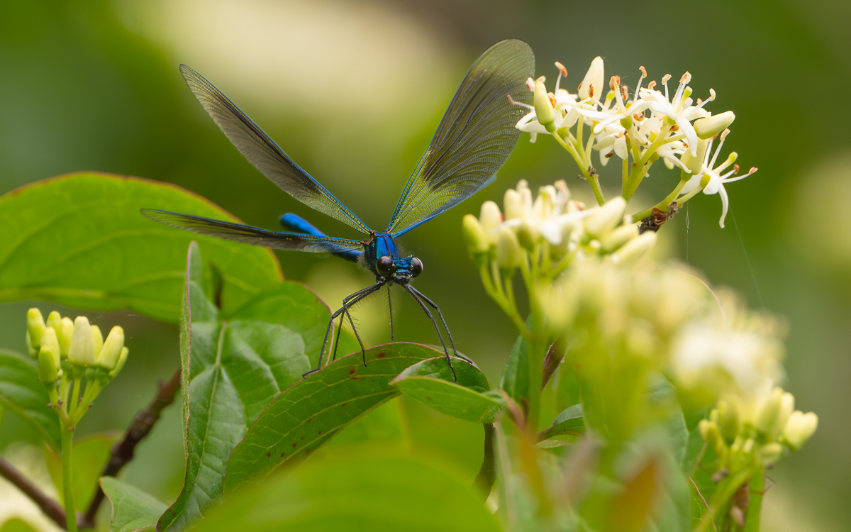 Prachtlibelle in Pose