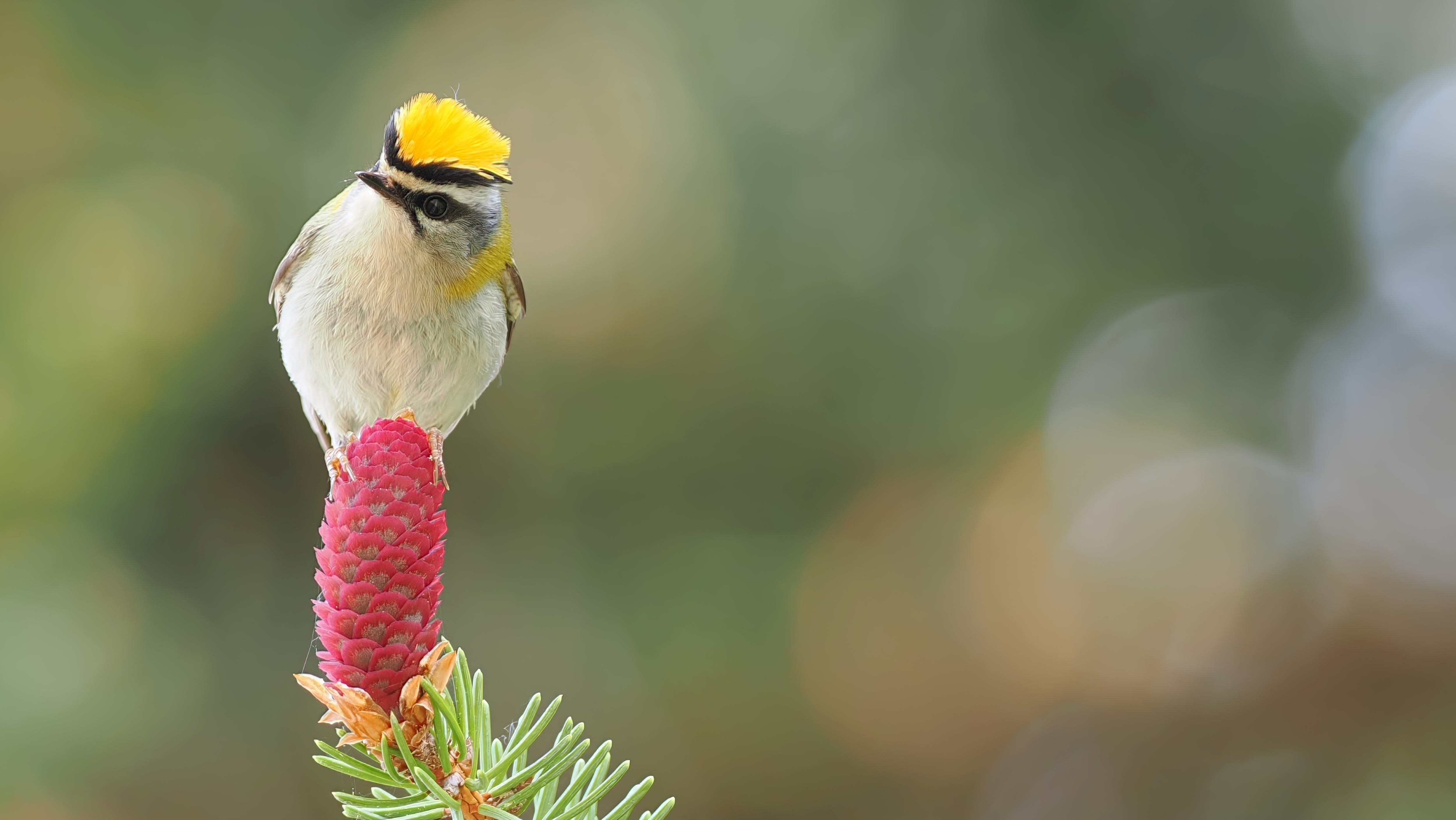 Sommergoldhähnchen