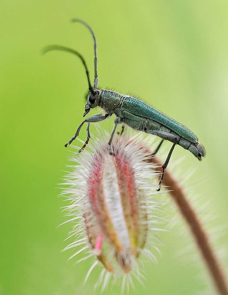 Blaugrüner Walzenhalsbock (Phytoecia caerulescens)