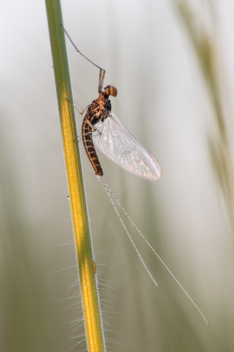 Eintagsfliege mit Raupe