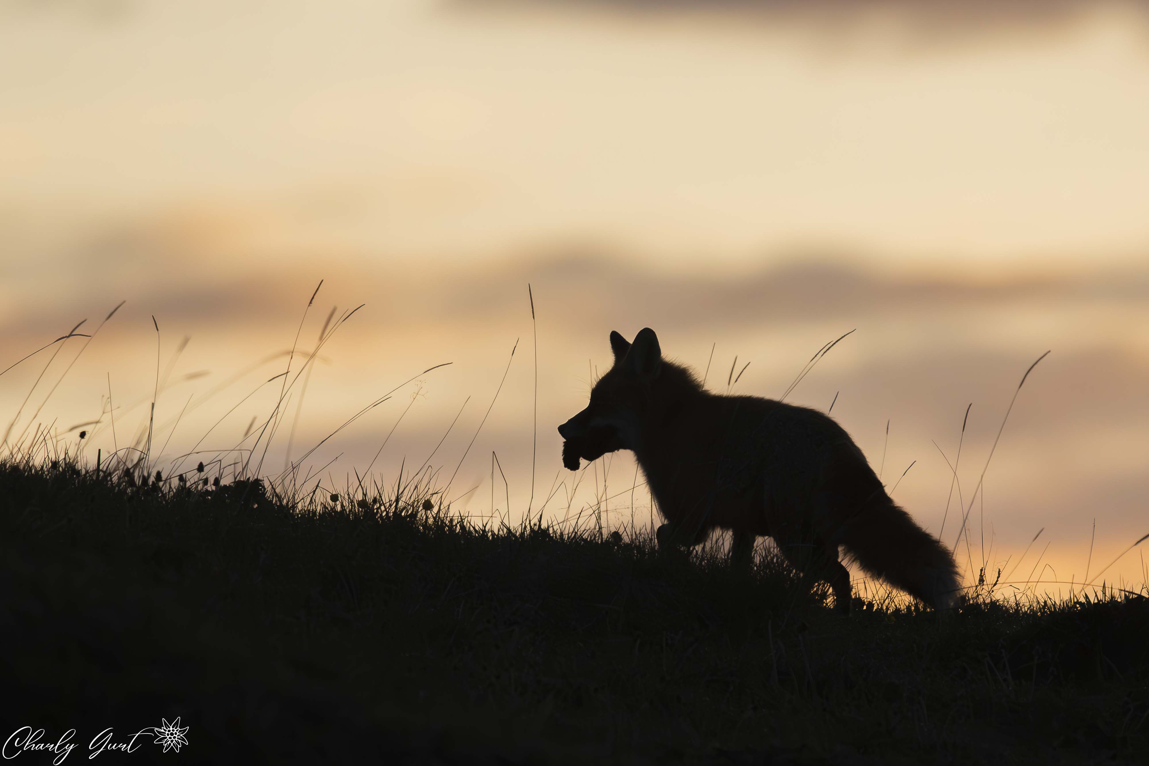 Mal ein etwas anderes Fuchsfoto