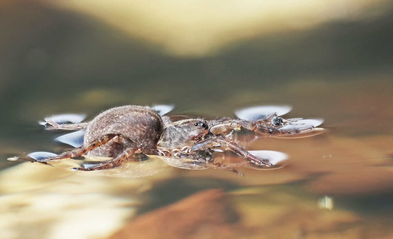 Wasserjagd