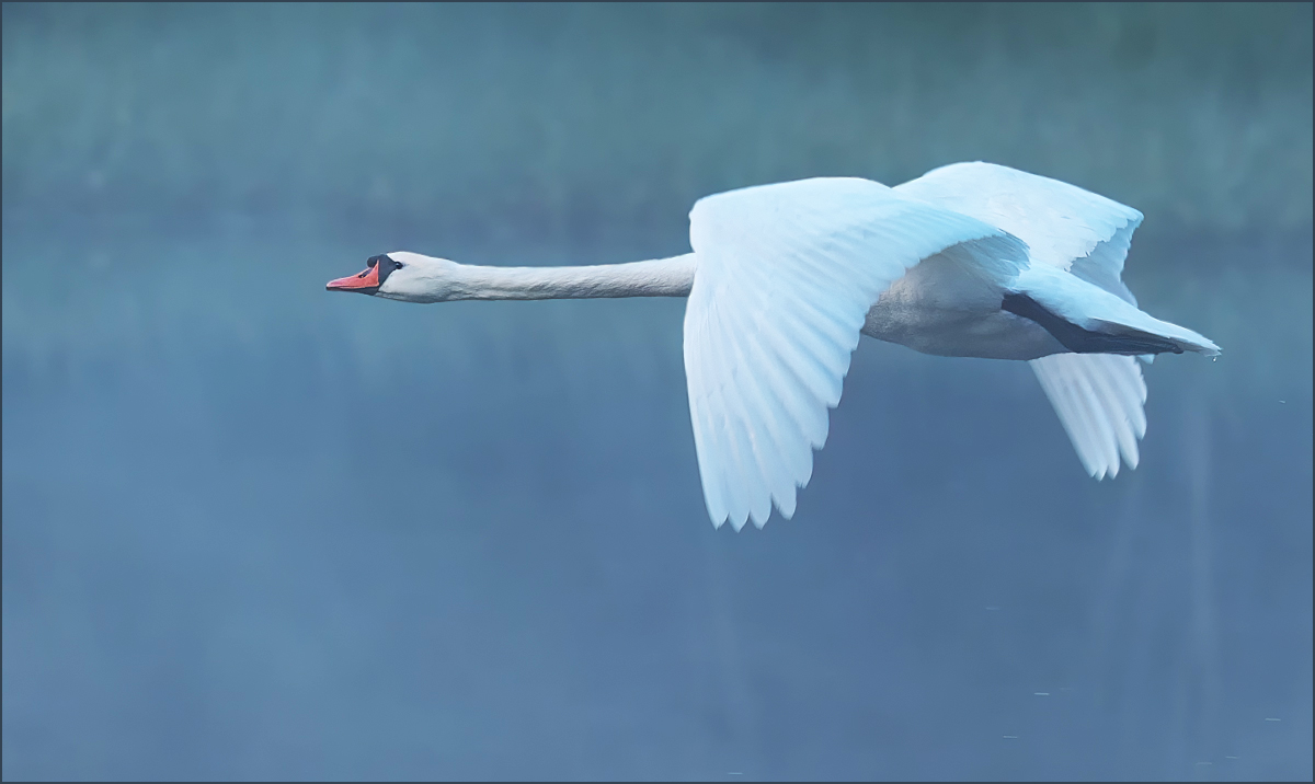 *Schwan im Flug ........*