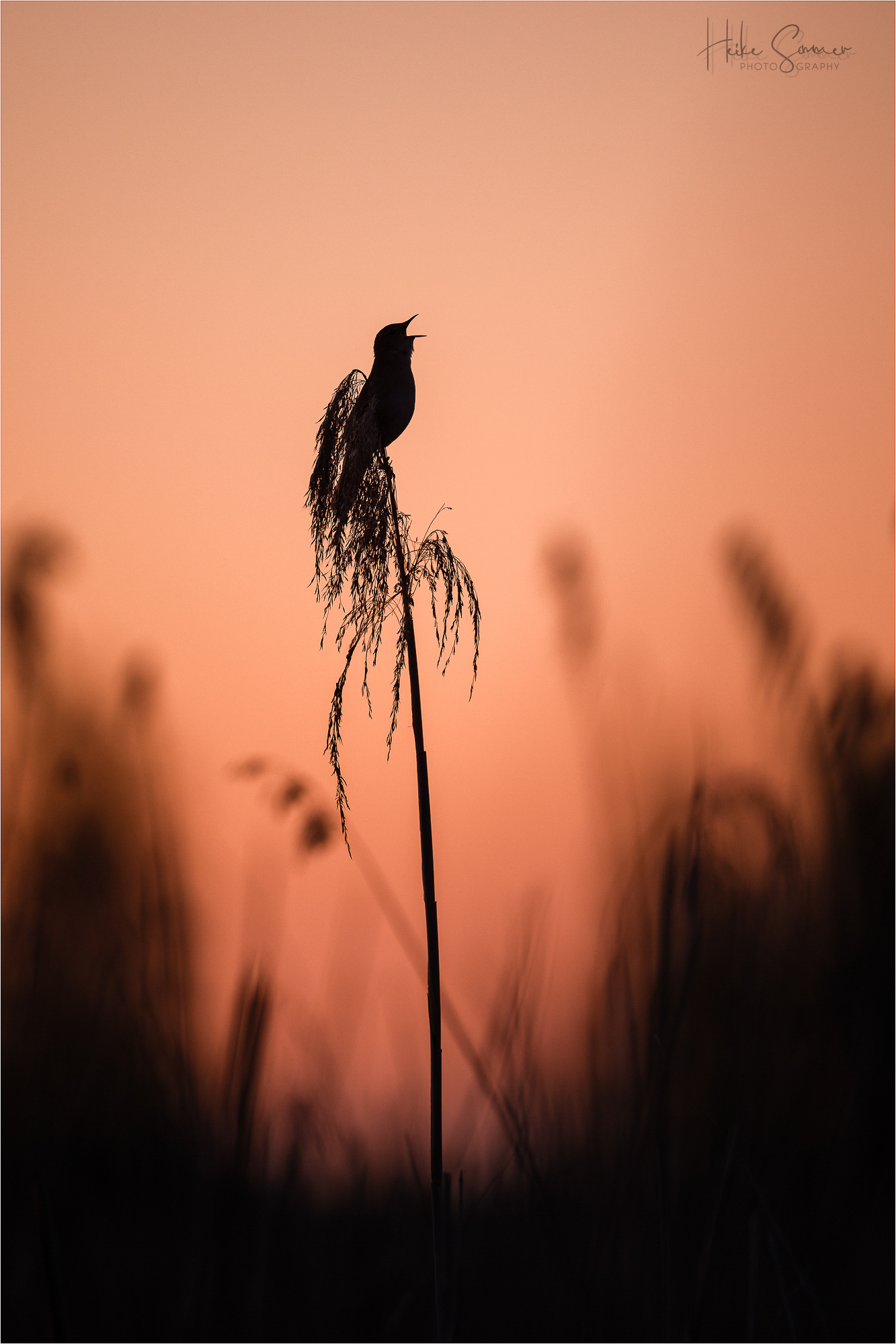Rohrschwirl am Abend