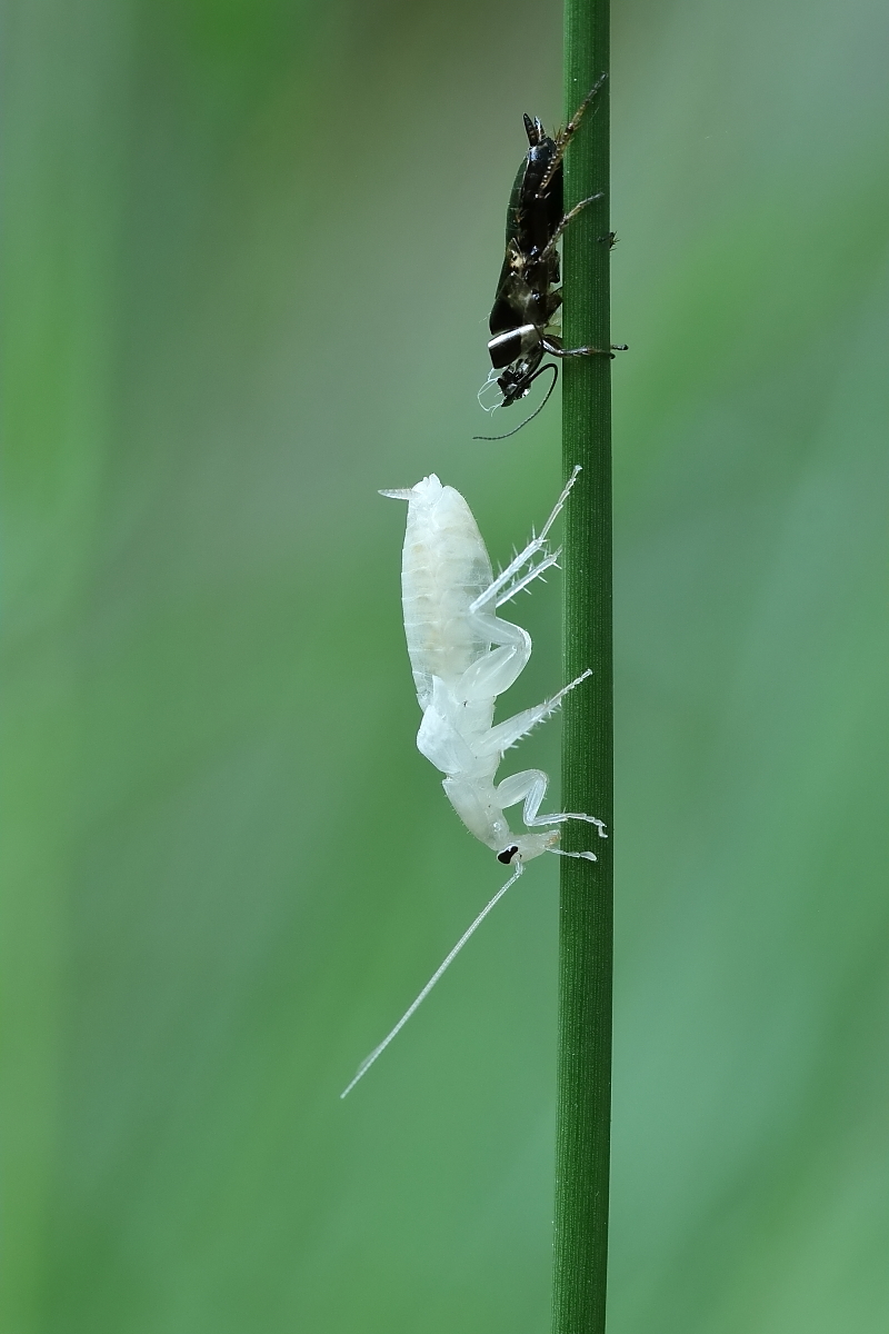 Waldschabe draußen