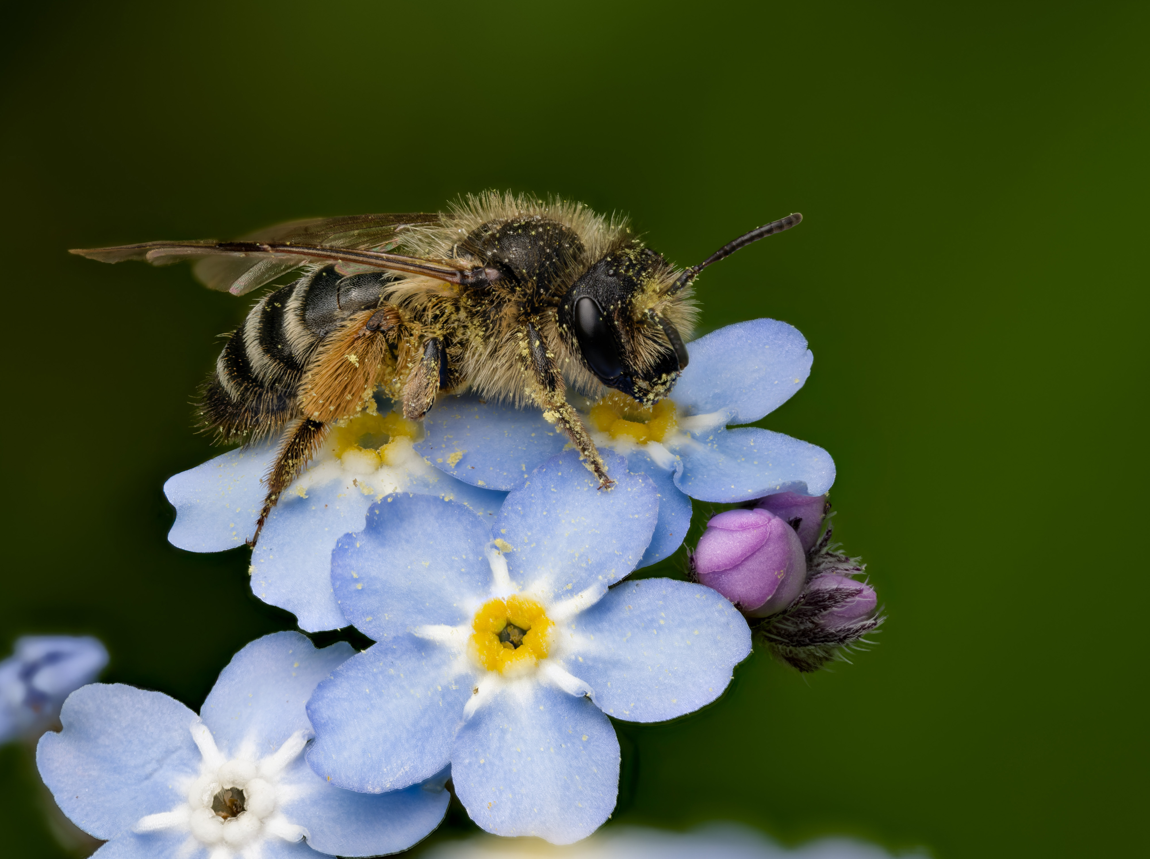 Gemeine Sandbiene (Andrena flavipes)