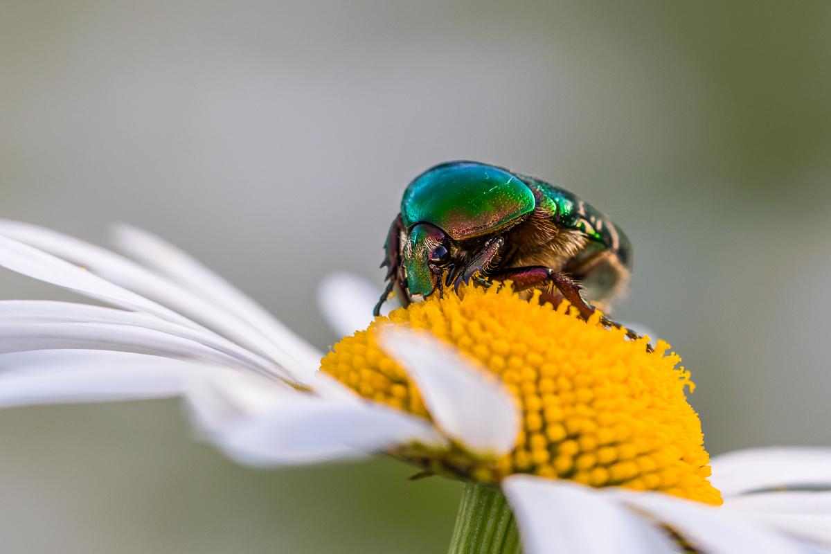 Dem Rosenkäfer schmeckten auch die Margeriten
