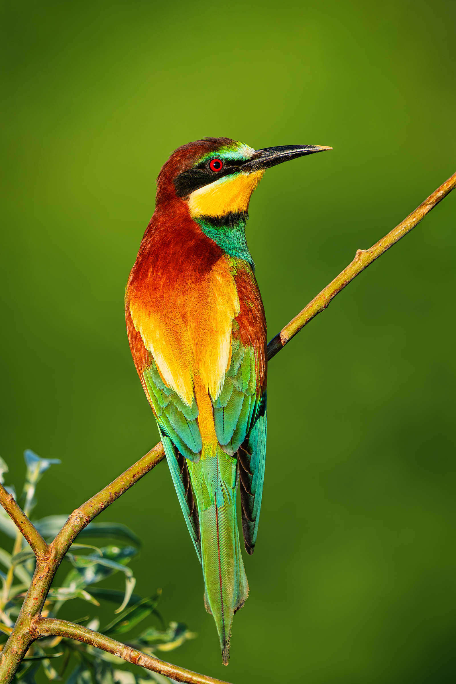 Die Stille Jagt der Farben
