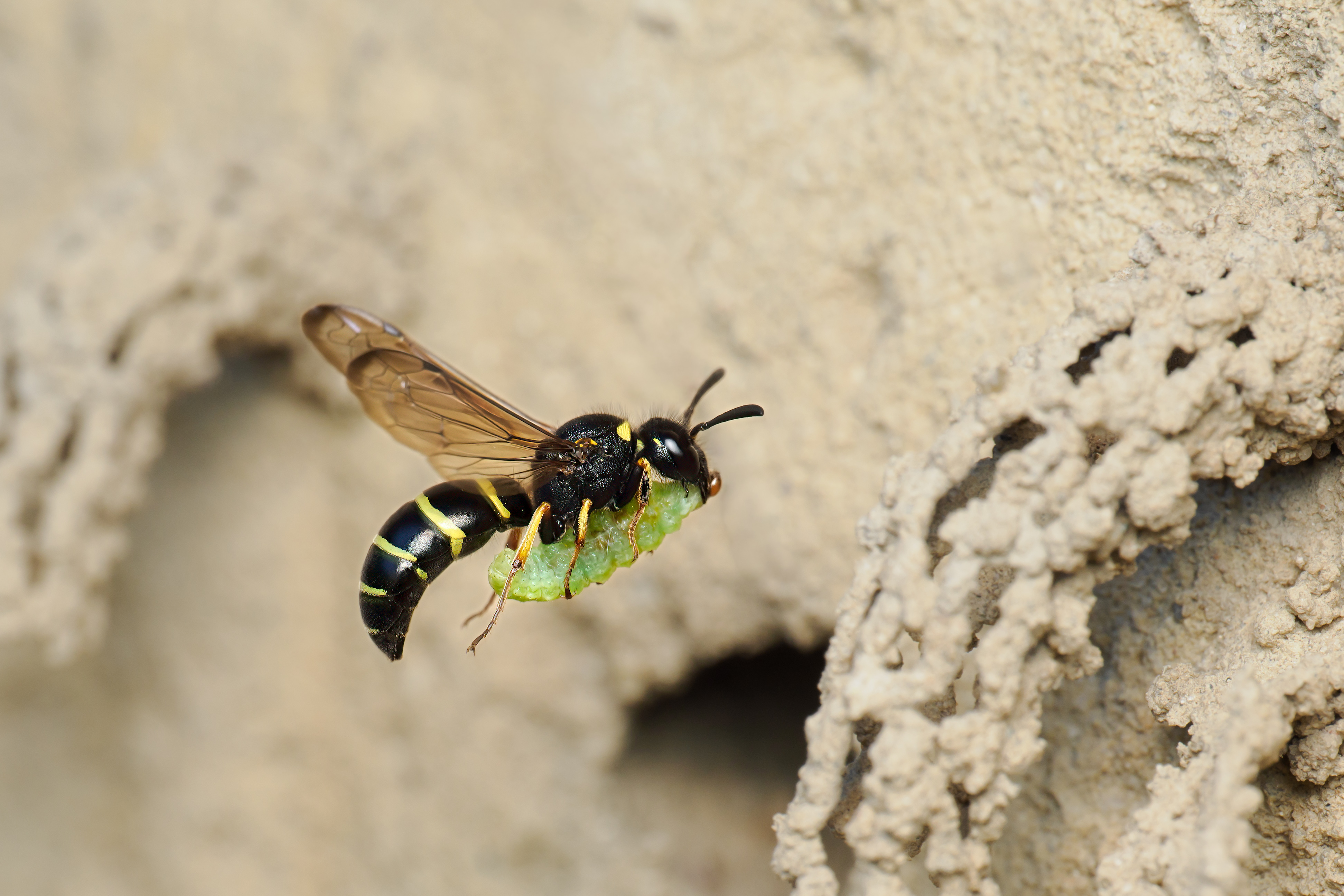 Gemeine Schornsteinwespe (Odynerus spinipes)