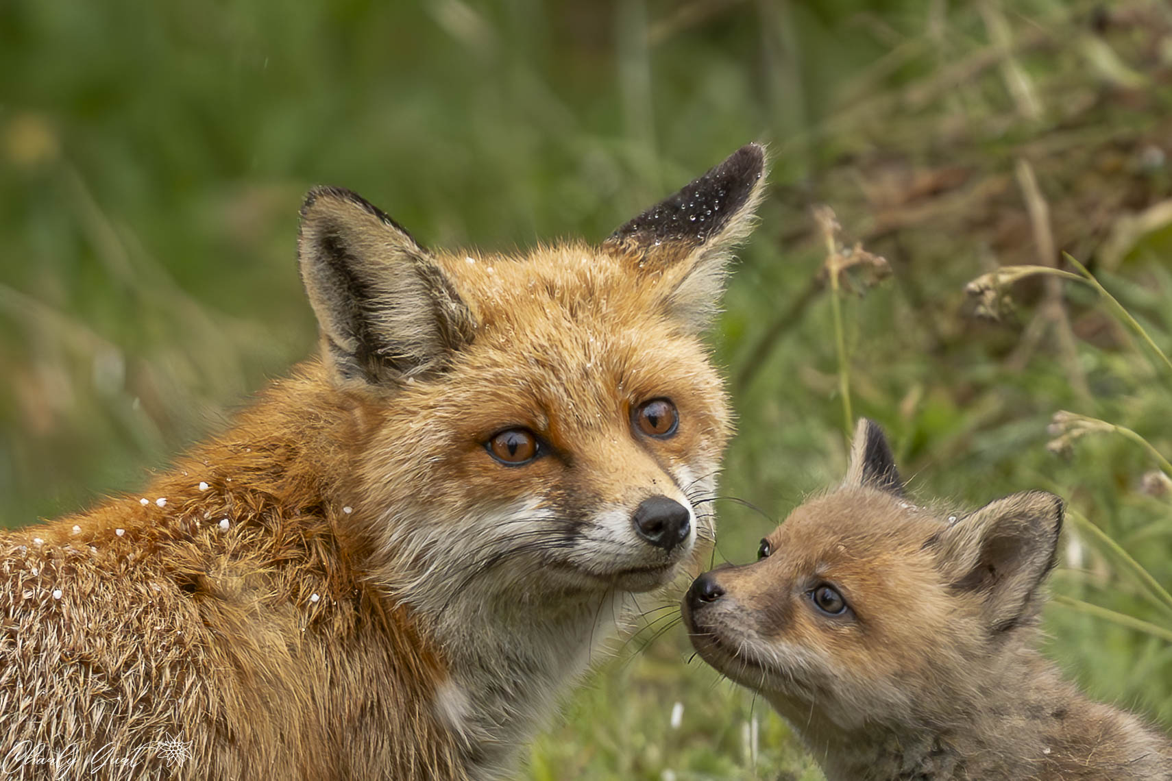 „Kleine Seele der Wildnis“