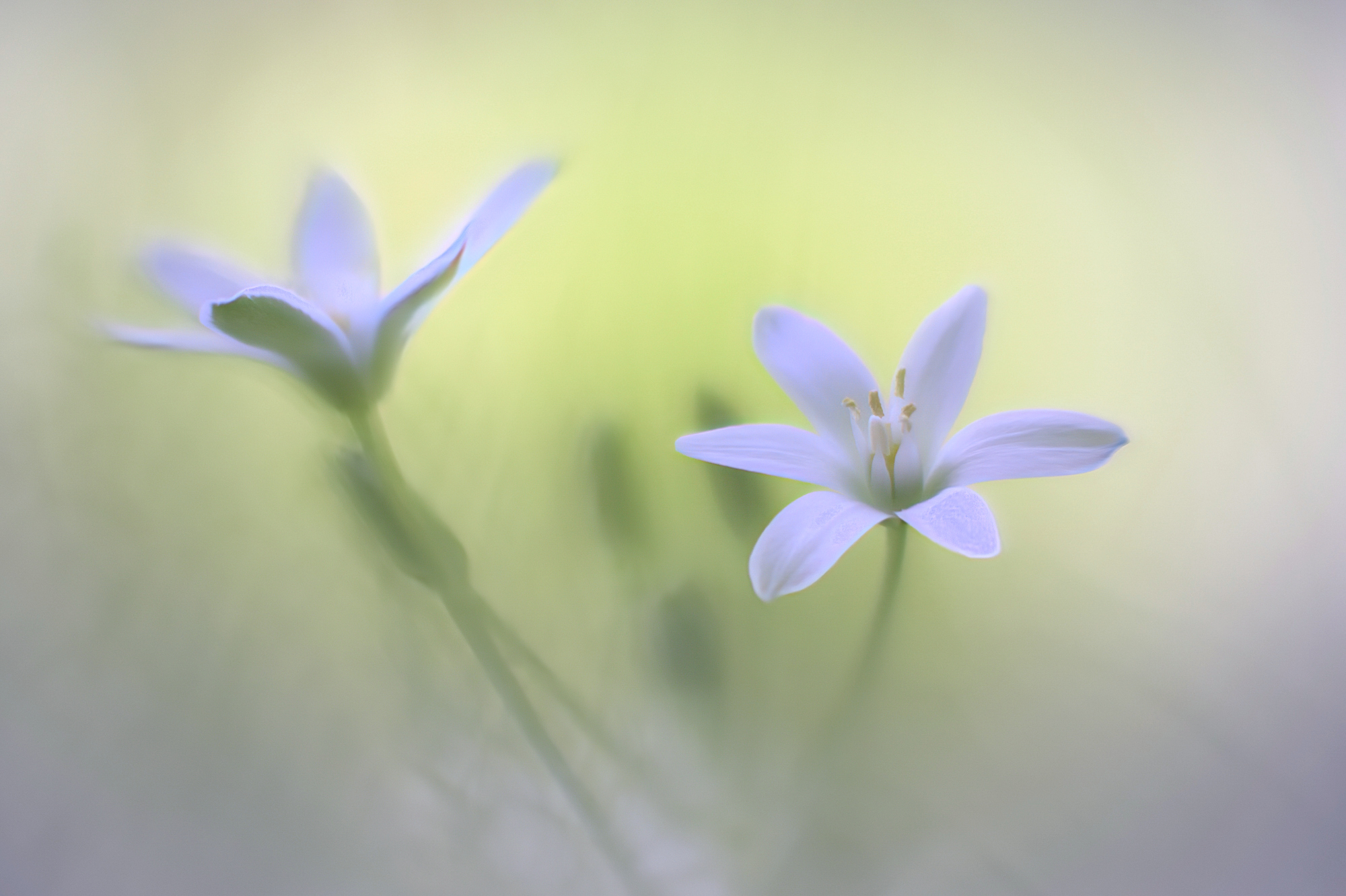 Duo