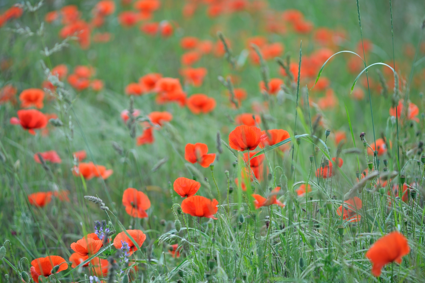 Impression in Rot ...