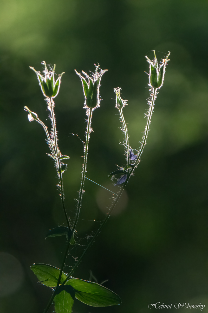 Die Knospen