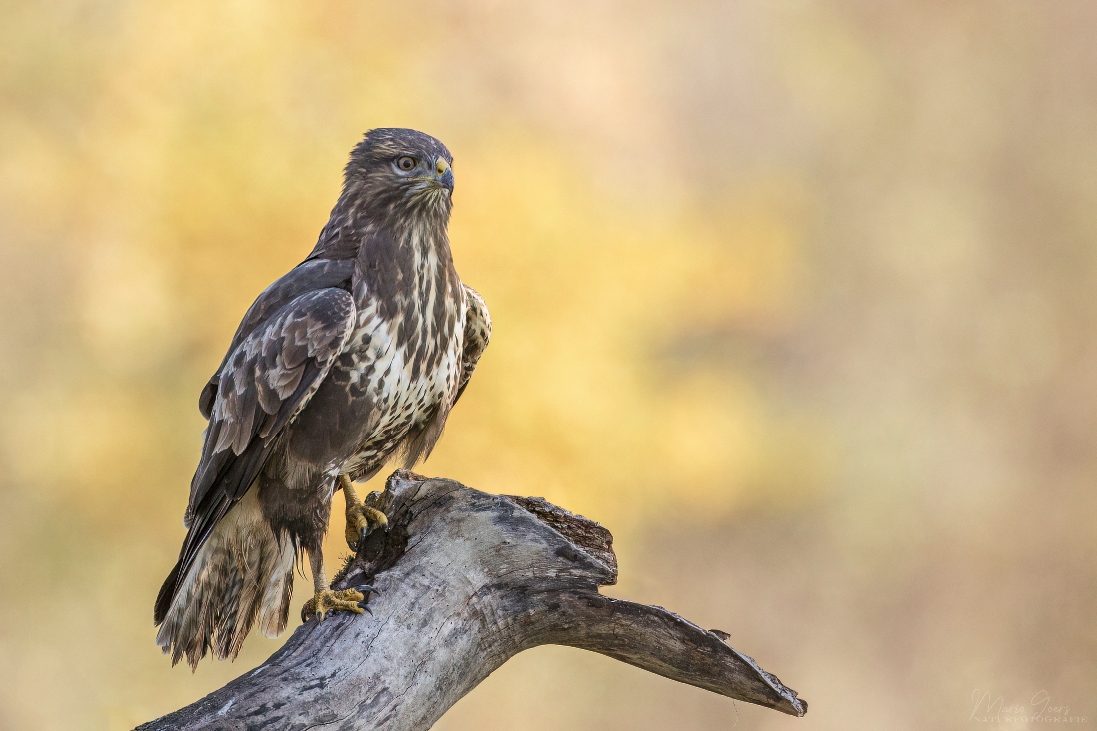 Mäusebussard im Abendlicht