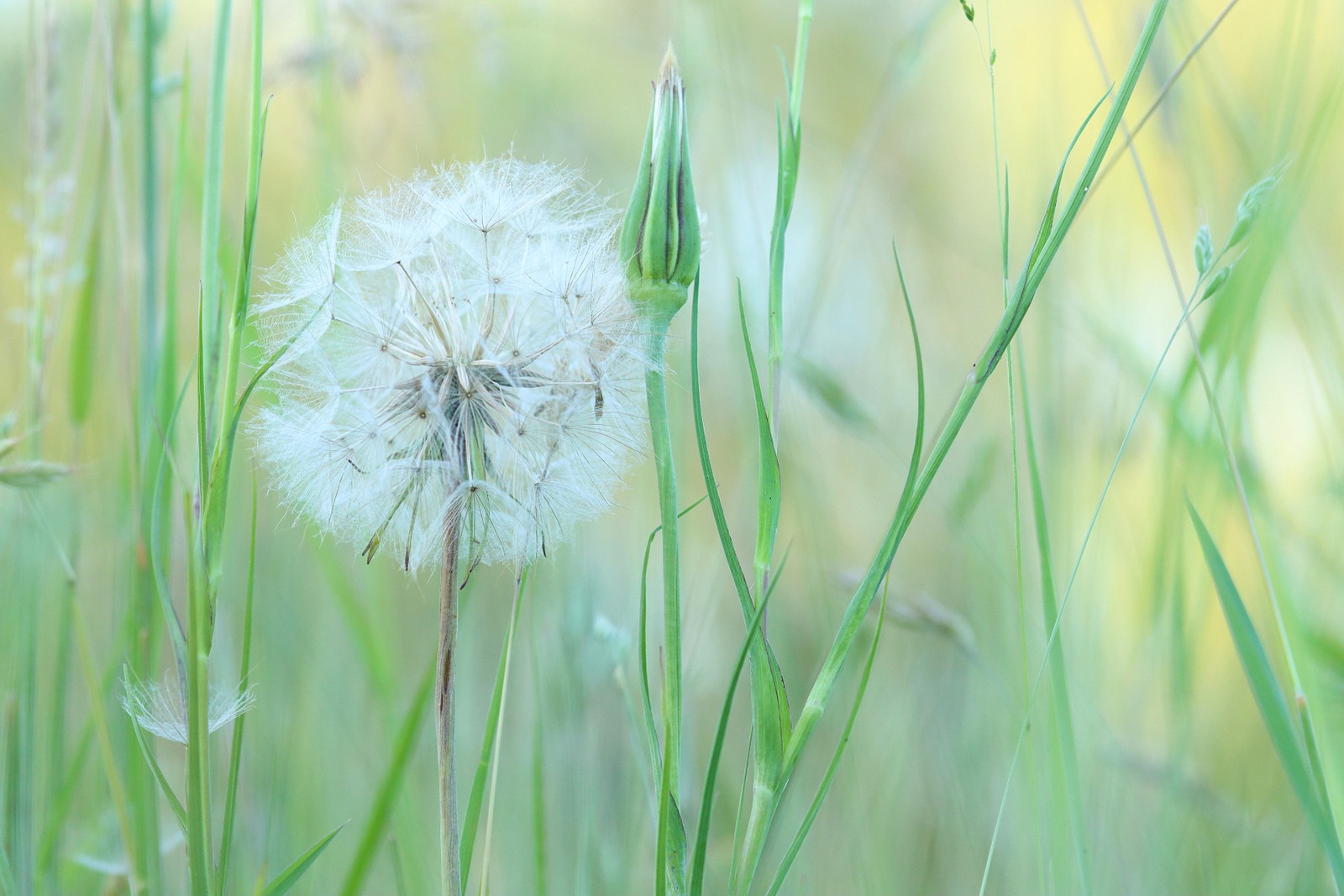 Riesen Pusteblume