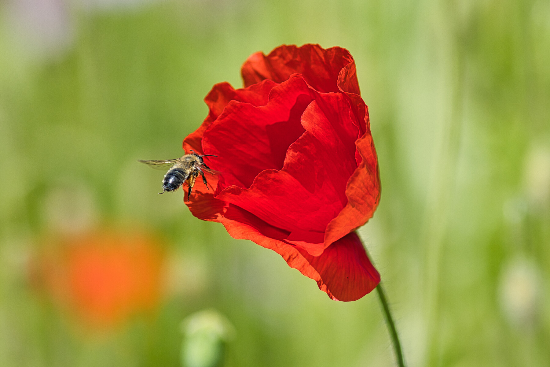 Die Bienchen und die Blümchen....