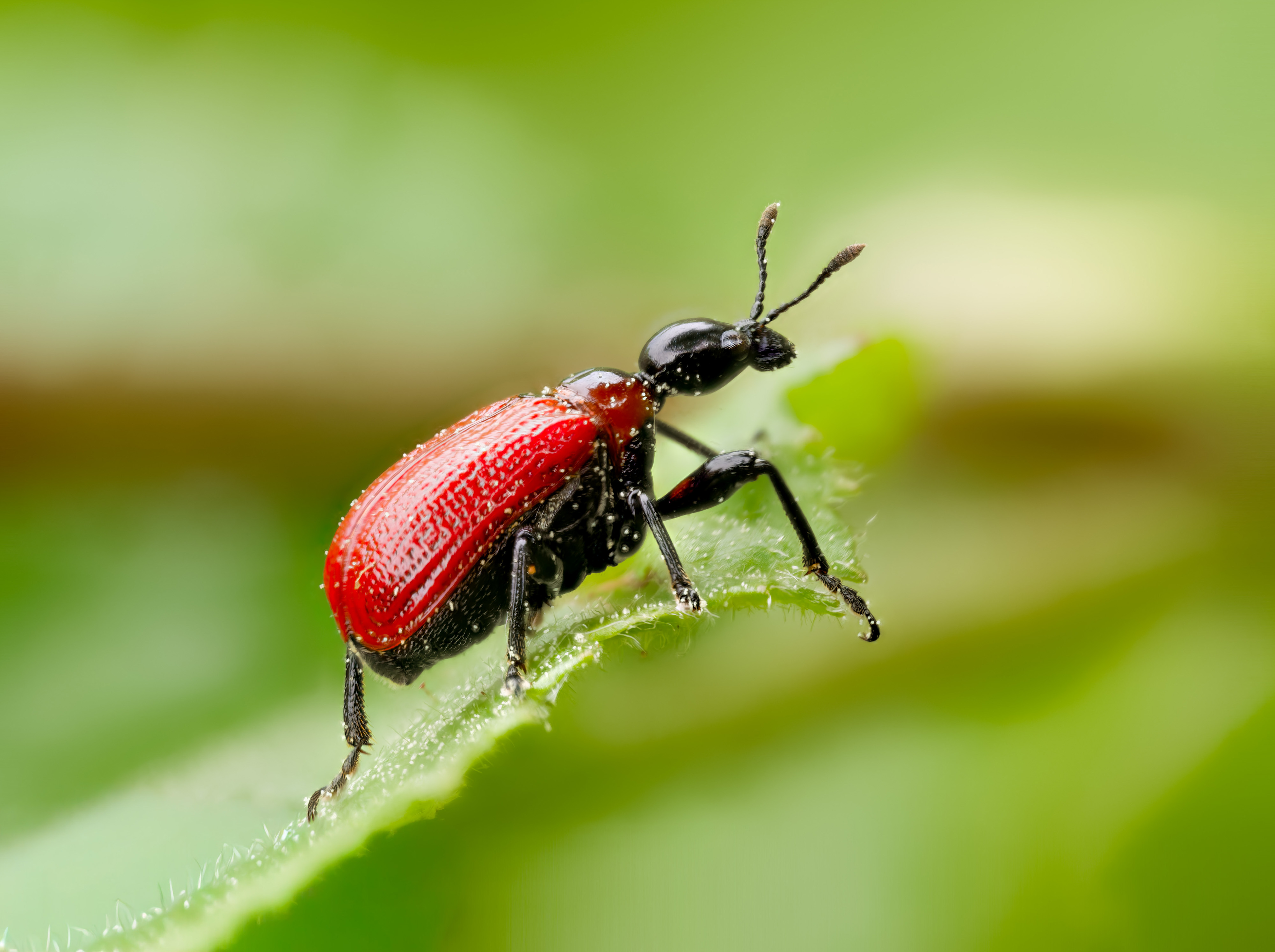 Haselblattroller (Apoderus coryli)