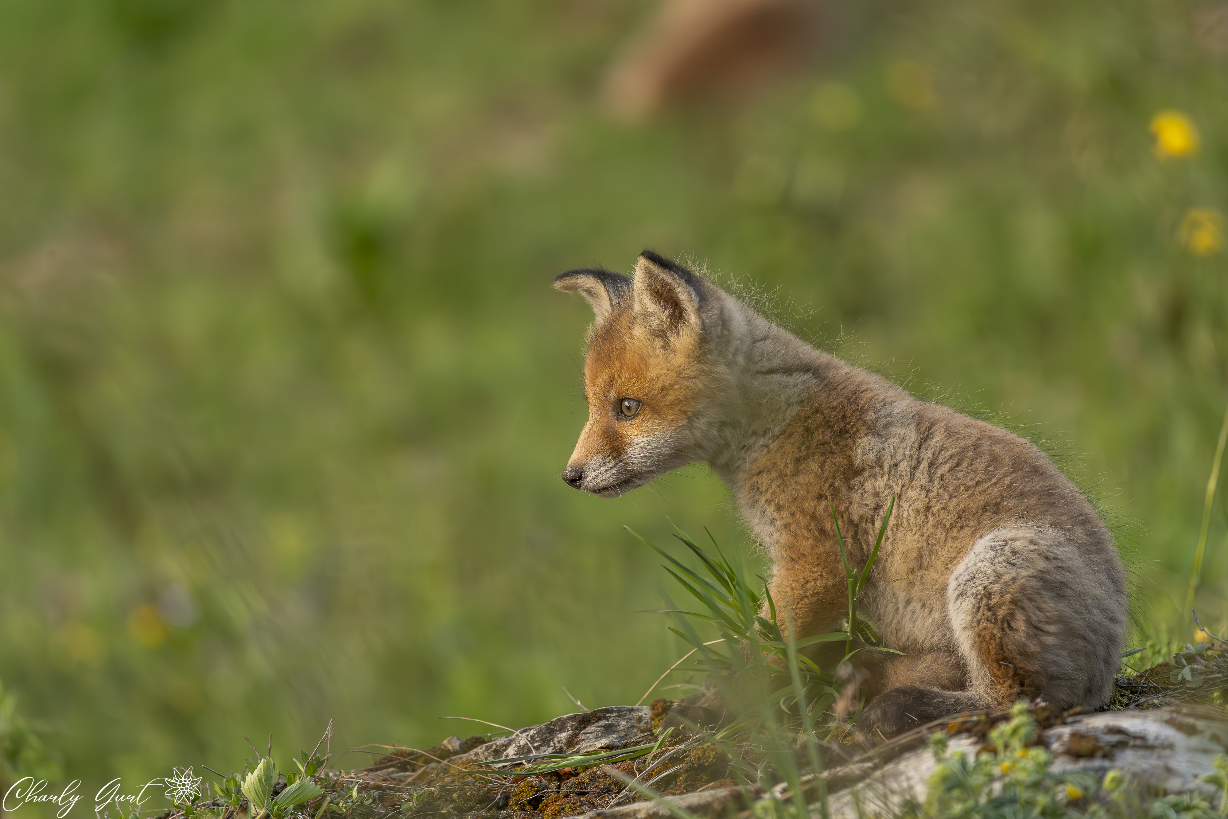 Der kleine Bergfuchs