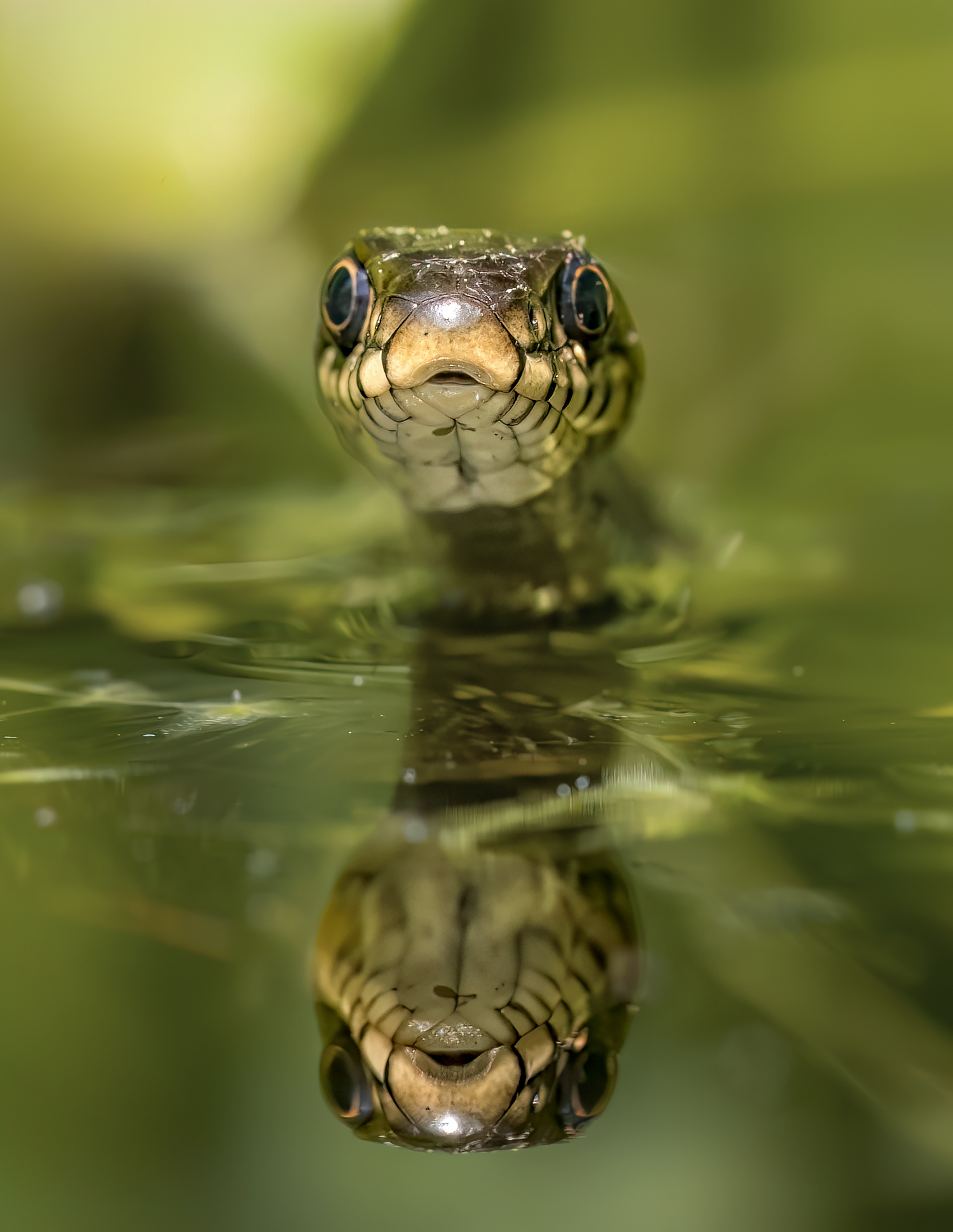 Natrix Natrix