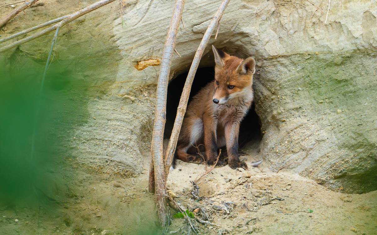Fuchsbau statt Bienenfresser