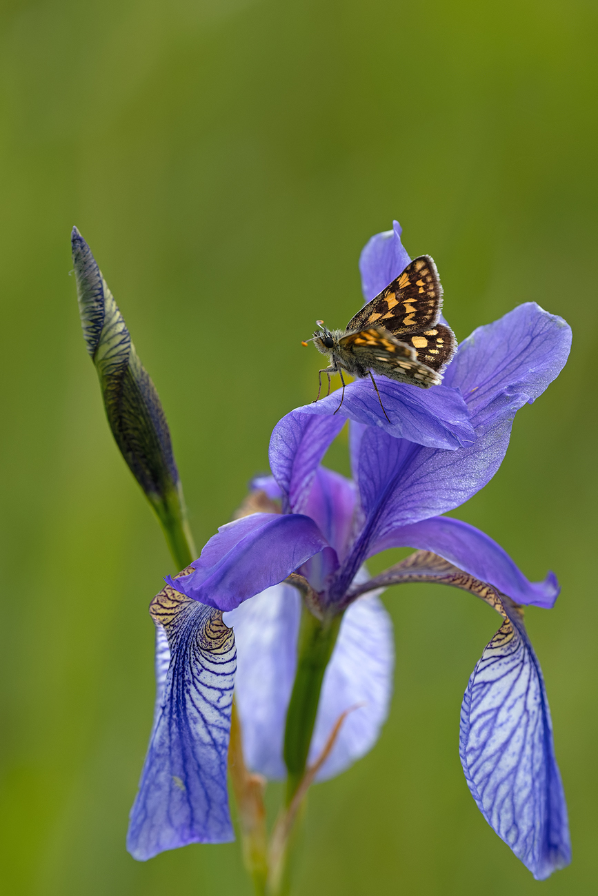 Iris mit Besucher