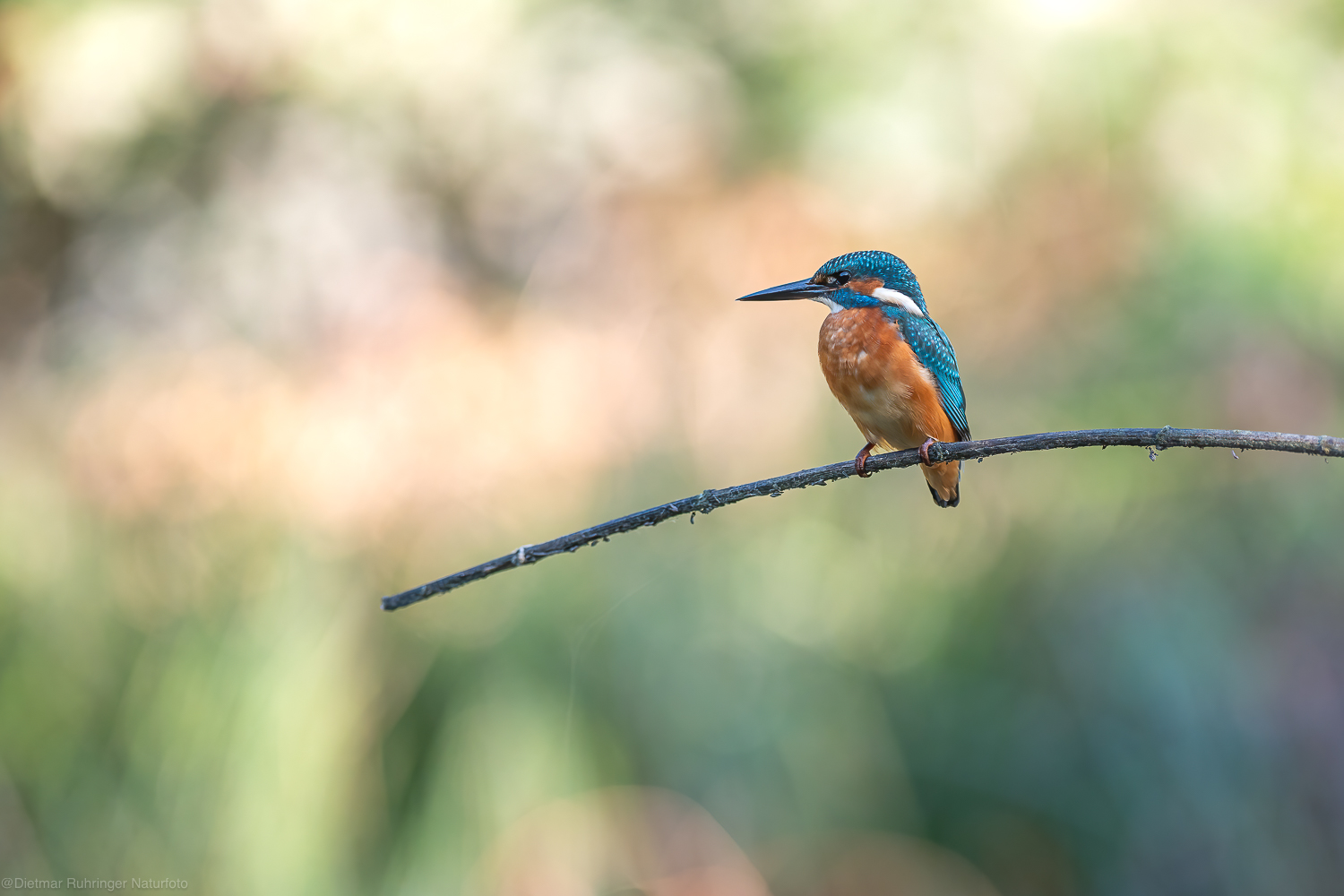 Eisvogel