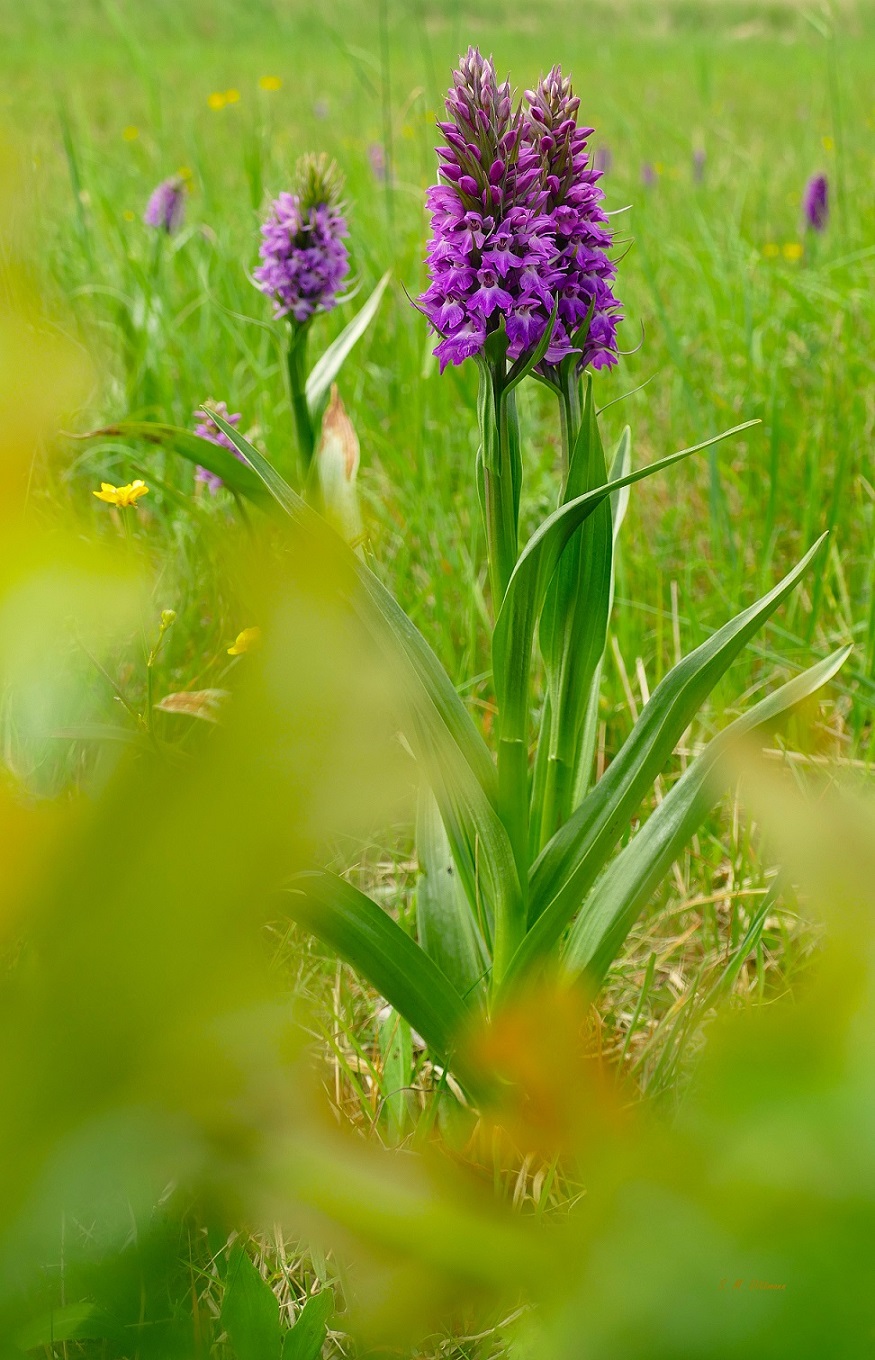 Ruthes Knabenkraut