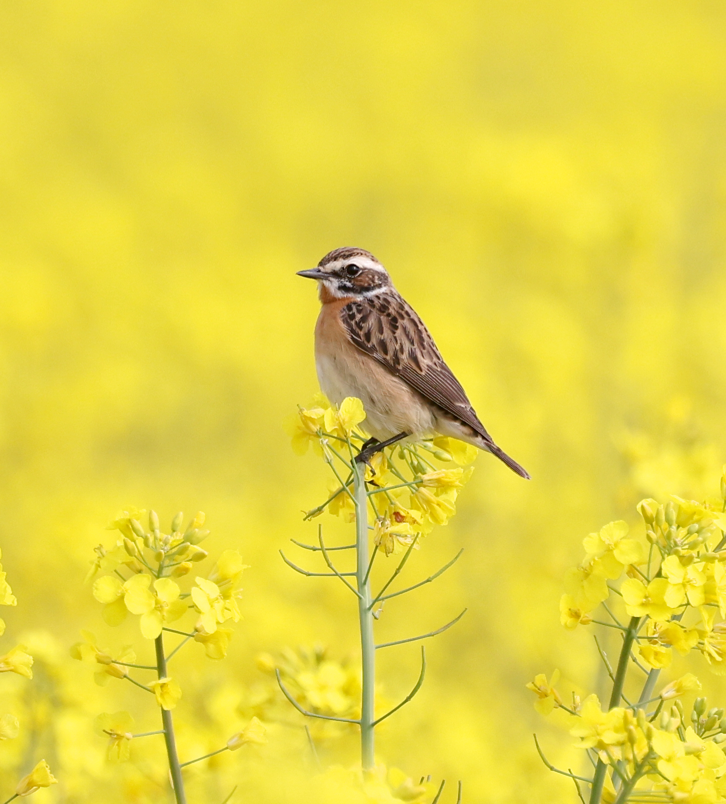 Braunkehlchen