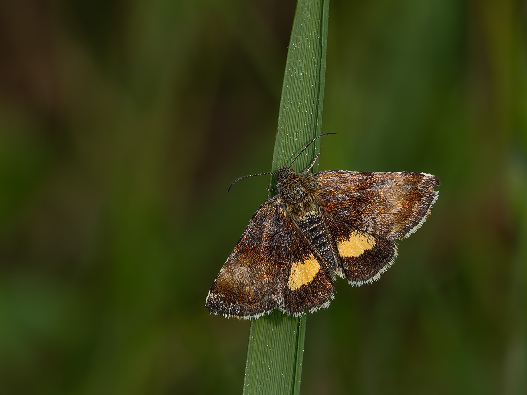 Hornkraut-Tageulchen (Panemeria tenebrata)