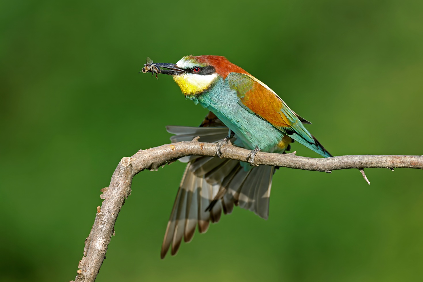 Bee-eater