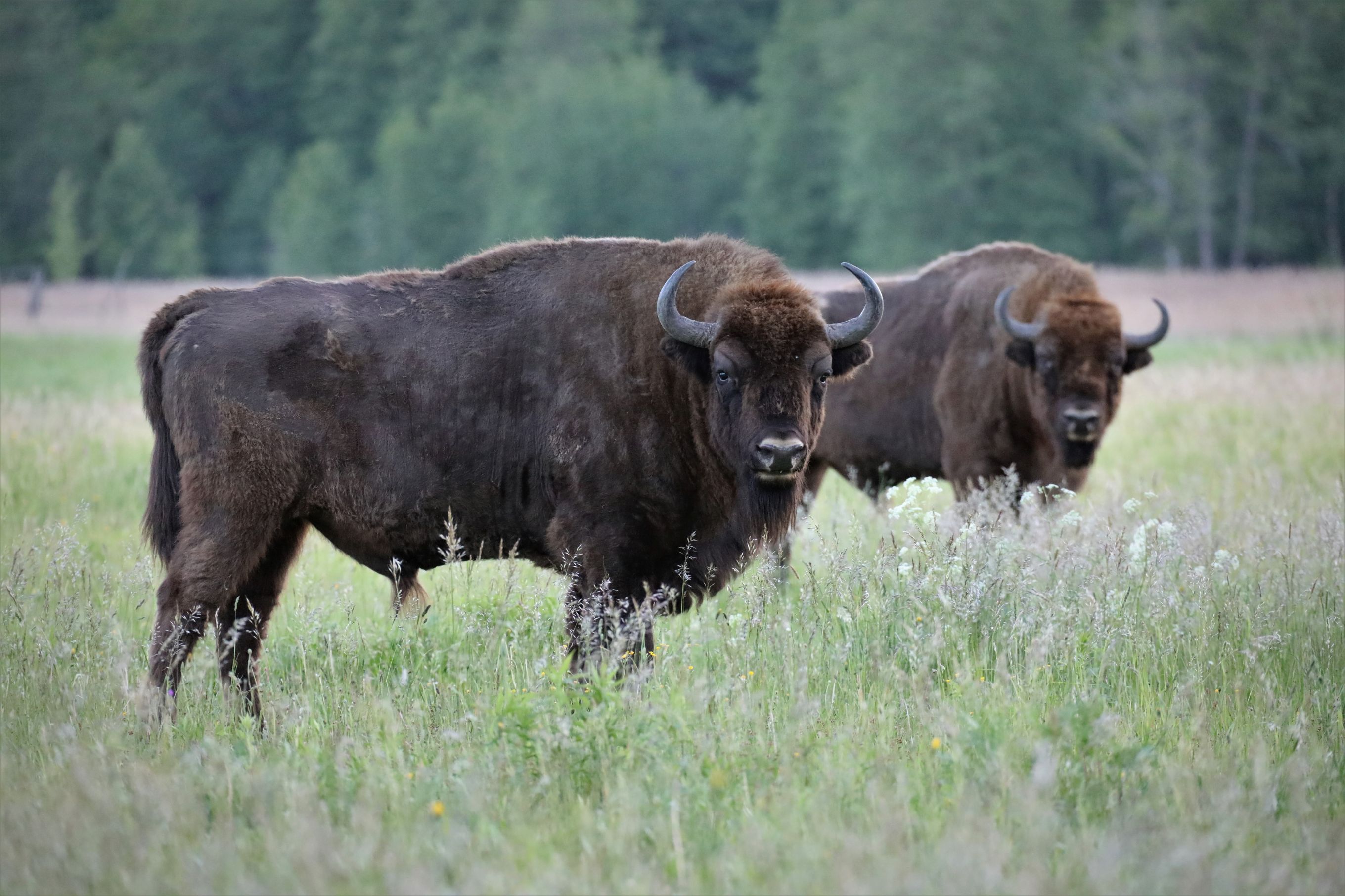 Wisent