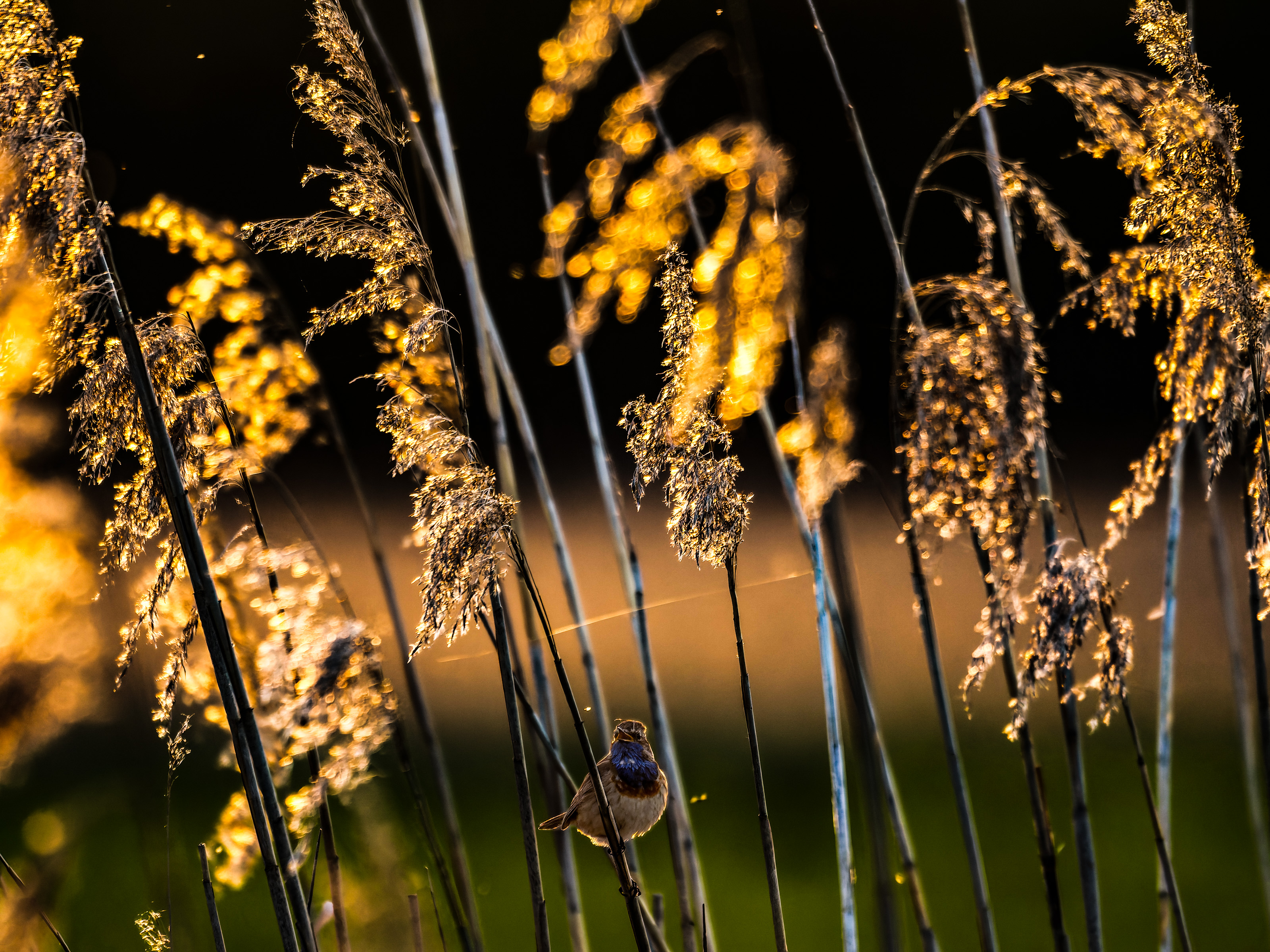 Ein Blaukehlchen im typischen Habitat