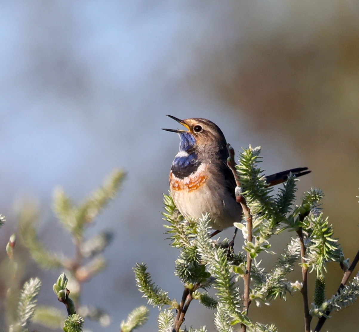 Blaukehlchen