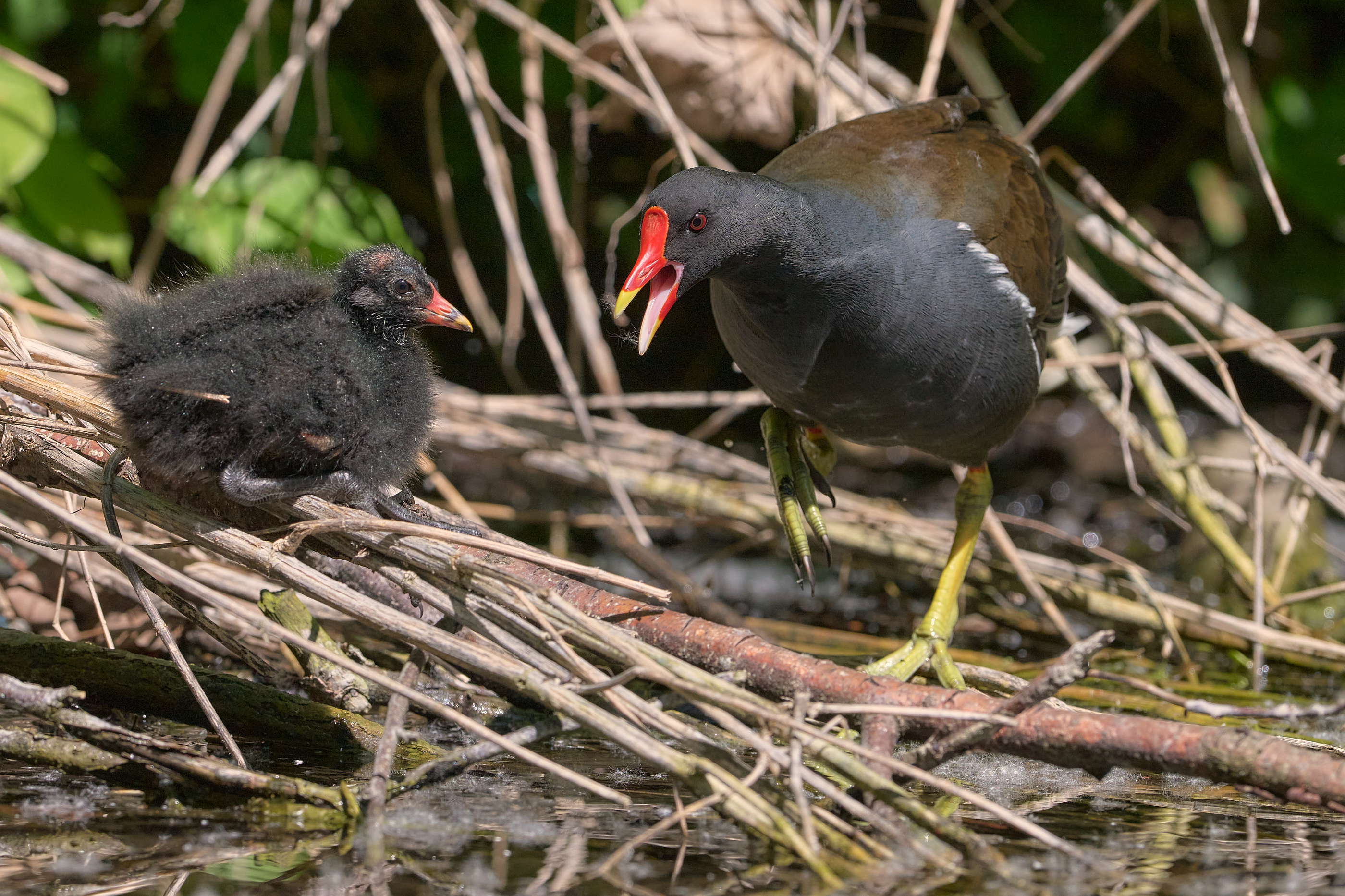 Wütendes Teichhuhn