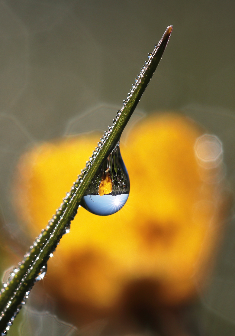 Butterblume