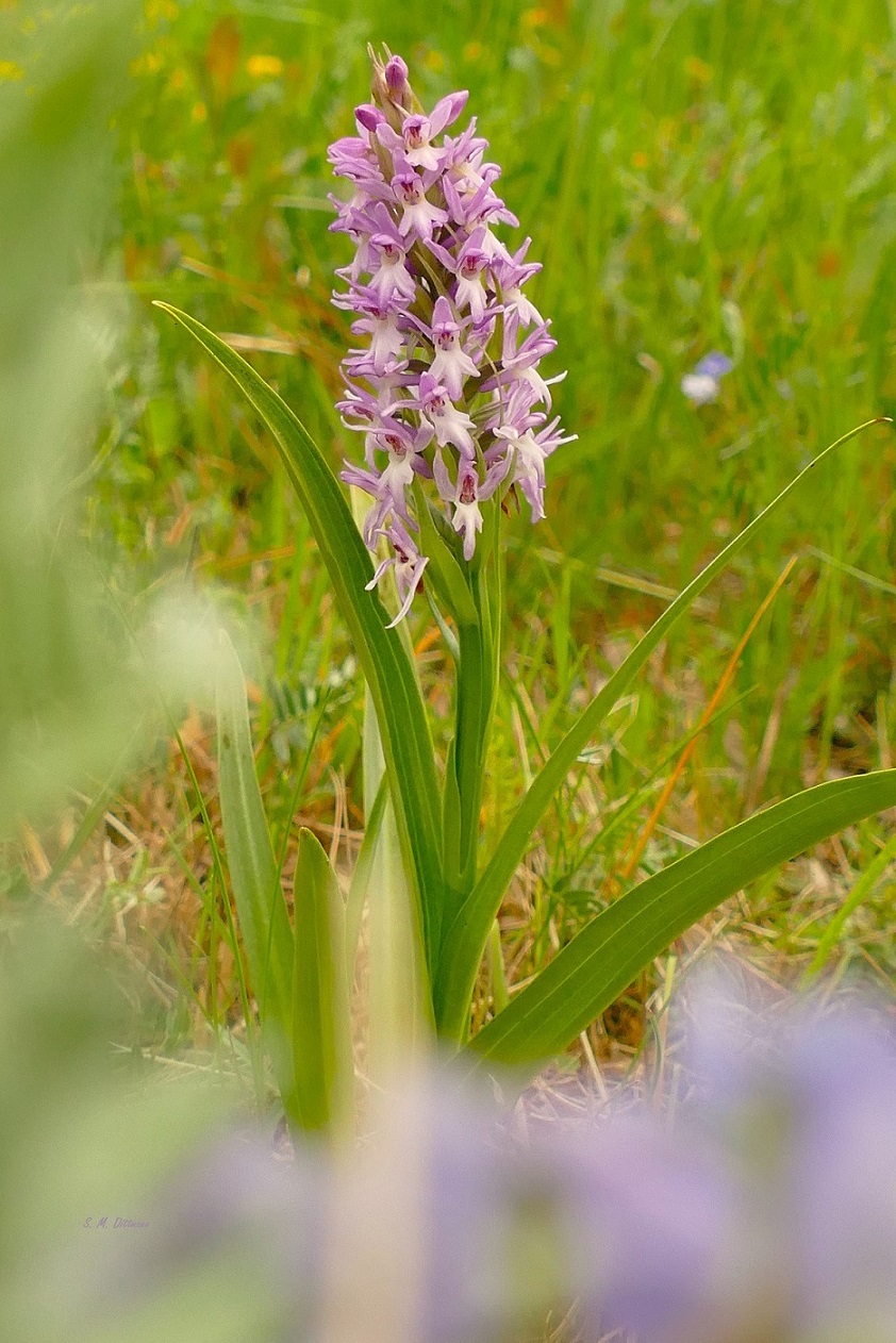 Zweifarbig