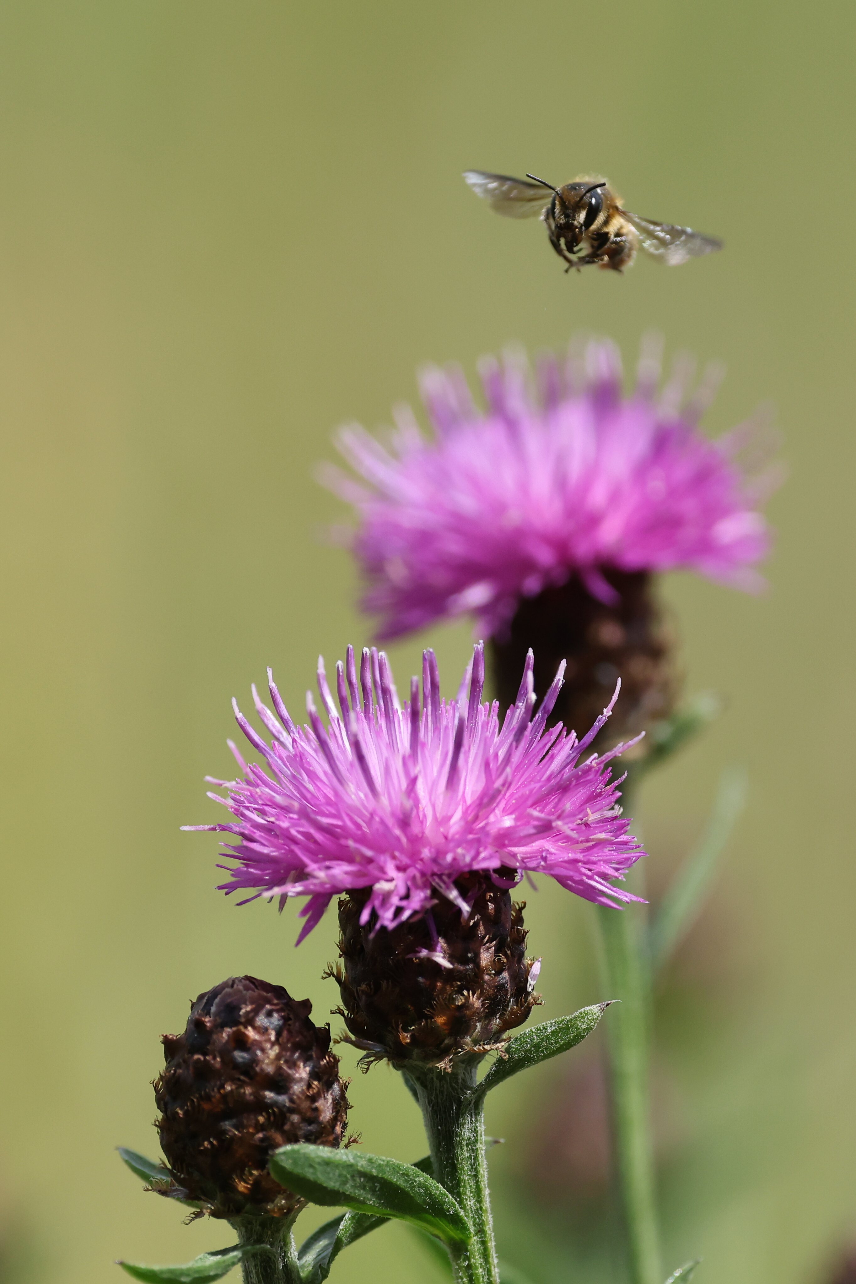 Mauerbiene im Anflug